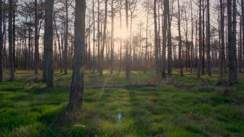 Time lapse in the forest, the sun moves behind the trees Stock Footage 321866432