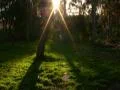 Time Lapse Forest Sunrise 01 x60 Footage