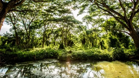 Time lapse of  forest trees  with sunshine  in Chiangmai Thailand Stock Footage 109427178