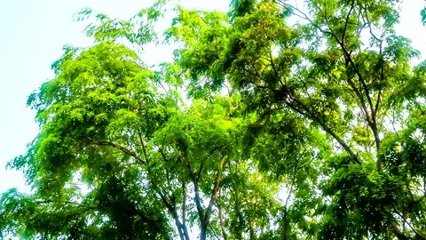 Time lapse of forest trees  with sunshine  in Chiangmai Thailand. Stock Footage 238717139