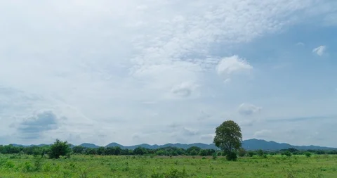 Time lapse of free grass field and herd of buffalo Stock Footage 123743495