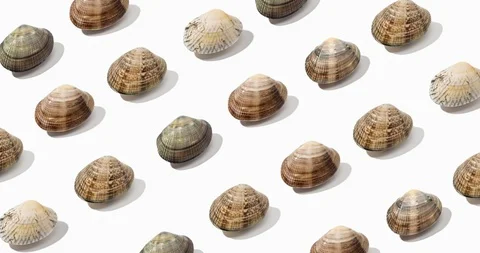 Time lapse of Fresh clam pattern isolated on white background Stock Footage 123796363