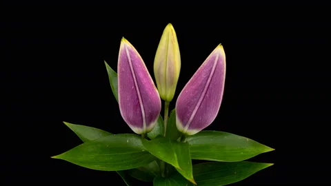 Time lapse of fresh Lilly opening closeup. Stock Footage 136465504