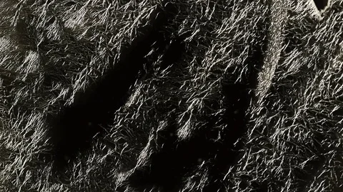 Time Lapse Frost Stock Footage 71554420