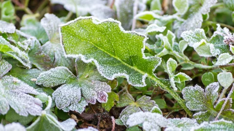 Time lapse frost on leaf melting Stock Footage 34695714