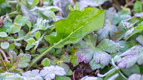 Time lapse frost on leaf melting (revert) Stock Footage 34696458