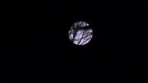 Time-Lapse:  Full Moon Behind Tree Branches Stock Footage 168586807