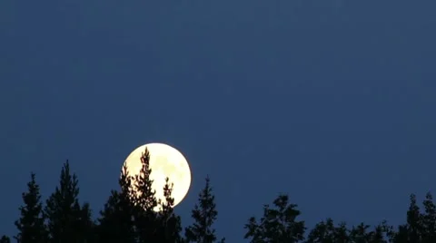 Time-lapse of full moon moving behind the trees 9b Stock Footage 8519231