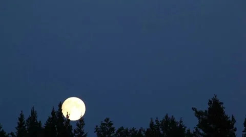 Time-lapse of full moon moving behind the trees 9a Stock Footage 8519263