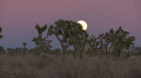Time Lapse of Full Moon Rising Behind Joshua Tree Stock Footage 10711779