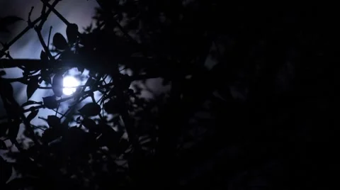 Time Lapse of Full Moon through Foliage Stock Footage 8962104