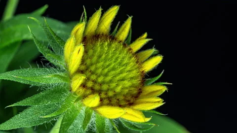 Time lapse of Gaillardia bloom, close-up shot, on black background, Beautiful Stock Footage 157546745