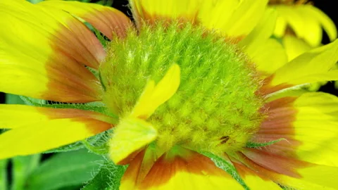 Time lapse of Gaillardia bloom, close-up shot, on black background, Beautiful Stock Footage 157973552