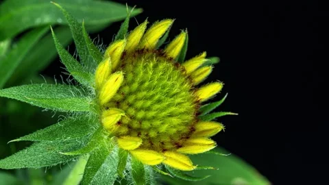 Time lapse of Gaillardia bloom, close-up shot, on black background, Beautiful Stock Footage 166174148