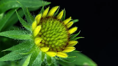 Time lapse of Gaillardia bloom, close-up shot, on black background, Beautiful Stock Footage 166577257