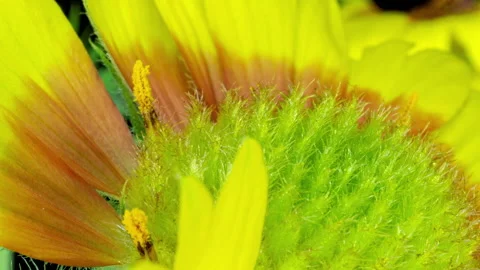 Time lapse of Gaillardia bloom, close-up shot, on black background, Beautiful Stock Footage 197793837
