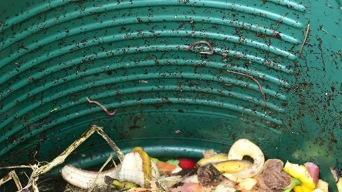 Time lapse garden worms eating waste food in compost bin Stock Footage 260470010