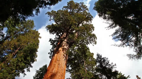 Time lapse of General Sherman tree in Sequoia National Park, California Stock Footage 25672830