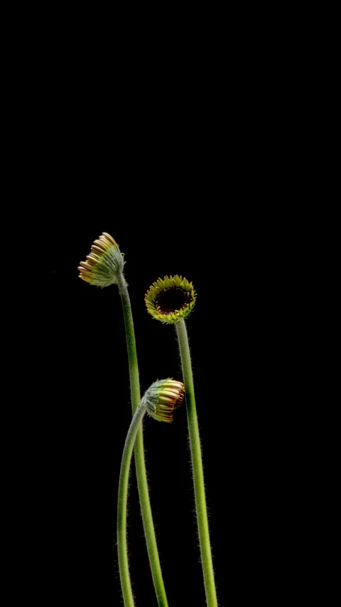 Time lapse of gerbera flowers blooming on black background. Elegant opening... Stock Footage 342731520