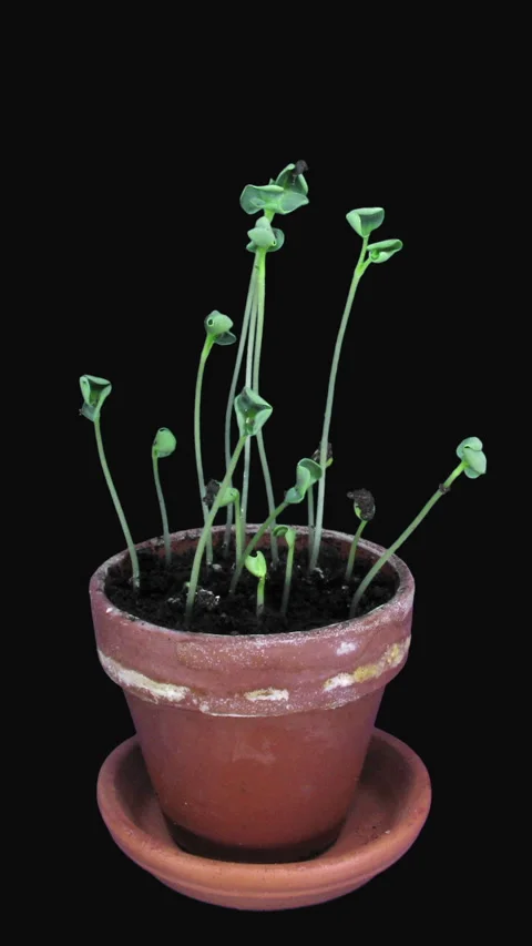 Time lapse of germinating and growing rapeseed in a pot, vertical orientation Stock Footage 290495324