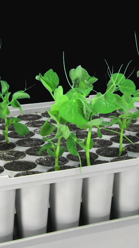 Time lapse of germinating and growing pea seeds, vertical orientation Stock Footage 297603906