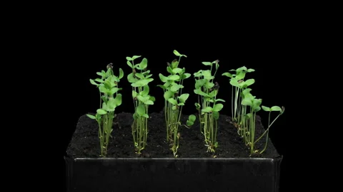 Time lapse of germinating and growing flax seeds Stock Footage 311939222