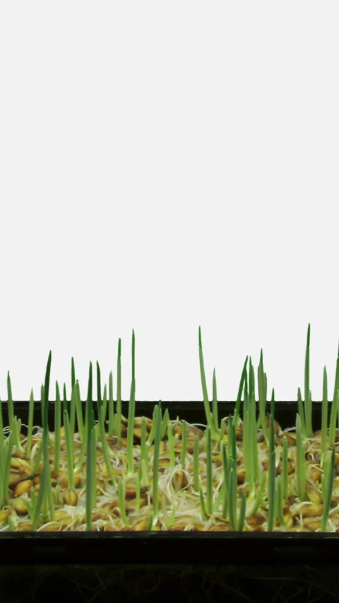 Time lapse of germinating and growing barley seeds, vertical orientation Video stock 333245381