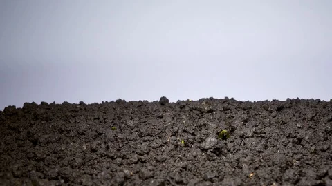 Time-lapse of germinating beans seed Stock Footage 129221482