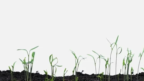 Time-lapse of germinating carrots with ALPHA channel Stock Footage 82561344