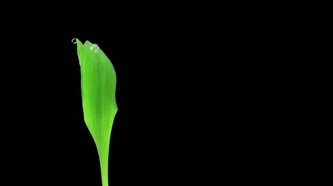 Time-lapse of germinating maize vegetable in RGB + ALPHA matte  Vidéo 50777612