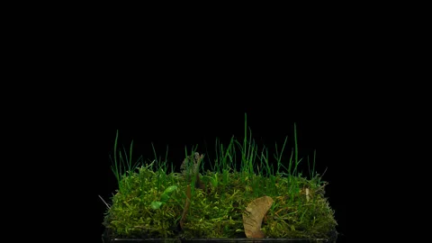 Time-lapse of germinating maple tree seeds, with ALPHA channel Stock Footage 130178382