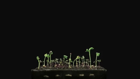 Time-lapse of germinating microgreen mixed seeds in RGB + ALPHA matte format, 4K Stock Footage 144195072