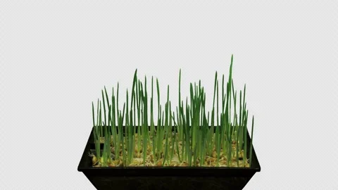 Time lapse of germinating microgreens barley seeds with ALPHA channel, 4K Stock Footage 252597485