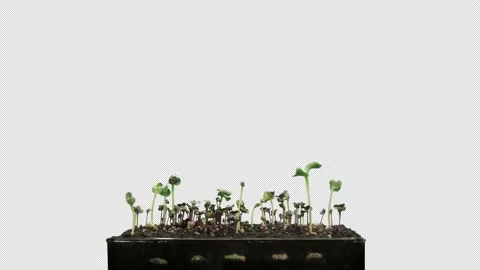 Time-lapse of germinating microgreens mixed seeds with ALPHA channel, 4K Stock Footage 139202155