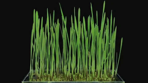 Time lapse of germinating microgreens rye seeds with ALPHA matte Stock Footage 335719918
