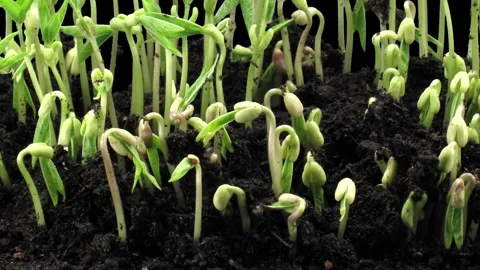 Time lapse of germinating mung beans Stock Footage 285699736