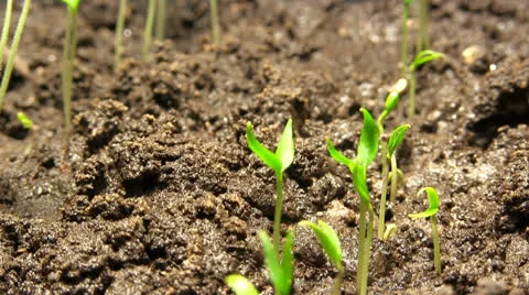 Time-Lapse, germinating plant Video stock 23472212