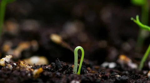 Time-Lapse of germinating plants Stock Footage 47913611