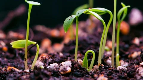 Time-Lapse of germinating plants Stock Footage 47915140