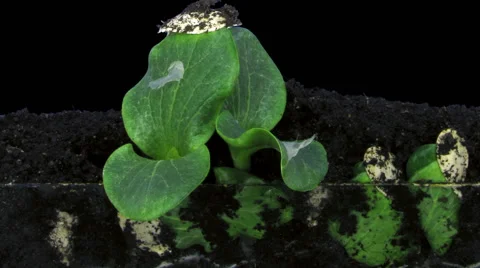 Time-lapse of germinating pumpkin seeds in RGB + ALPHA matte format Stock-Footage 50148224