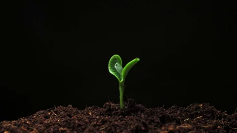 Time-lapse of germinating pumpkin seeds l isolated on black background Stock Footage 76524950