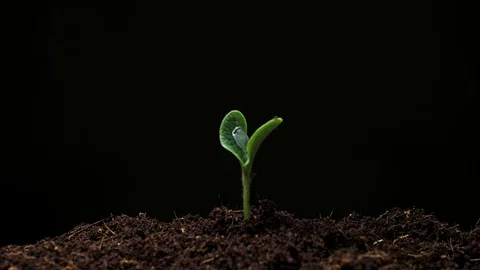 Time-lapse of germinating pumpkin seeds l isolated on black background Stock Footage 77066455