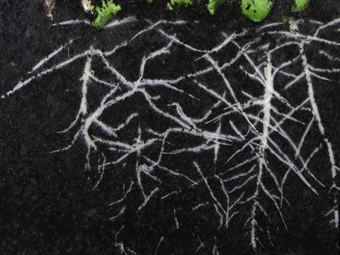 Time-lapse of germinating pumpkin seeds, 4K Stock Footage