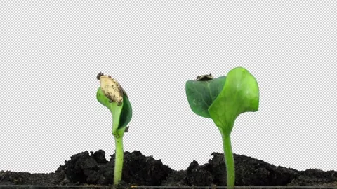 Time lapse of germinating pumpkin seeds, with ALPHA channel Stock Footage 300848625