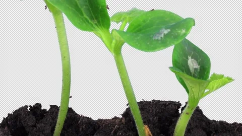 Time lapse of germinating pumpkin seeds with ALPHA channel Stock Footage 306286122