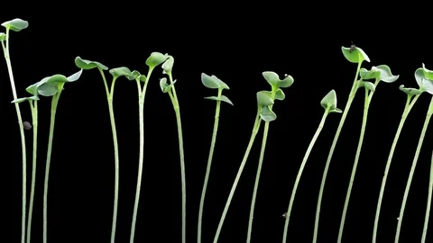 Time-lapse of germinating rapeseed with ALPHA channel Stock Footage