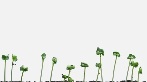 Time-lapse of germinating rapeseed with ALPHA channel Stock Footage 83873236