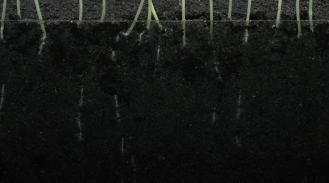 Time-lapse of germinating rapeseed Stock Footage 57934496