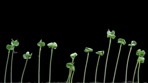 Time-lapse of germinating rapeseed in RGB + ALPHA matte format Stock-Footage 78527018