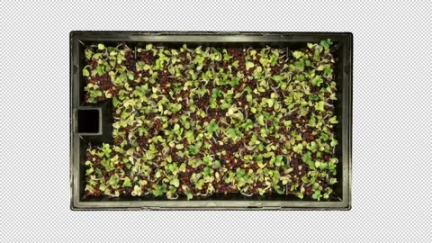 Time lapse of germinating rocket seeds with ALPHA channel, top view Stock Footage 301978178